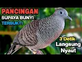 Download Lagu Perkutut Lokal Gacor Suara Paling Ampuh Untuk Pancingan Burung Perkutut Agar Bunyi.