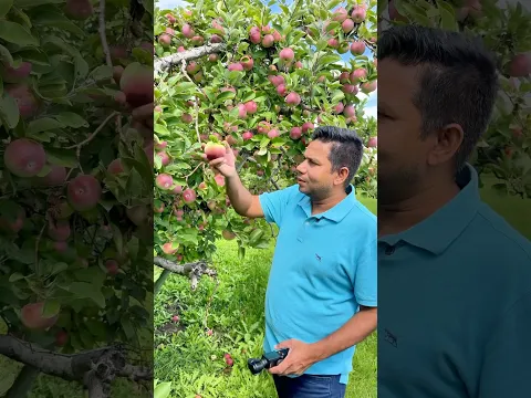 Canada 🇨🇦 Apple 🍎 தோட்டம்