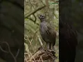 Download Lagu Burung Ini Bisa Meniru Suara Apa Pun yang Didengarnya 😲