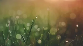 masteran murai kapas tembak jeda 3 menit