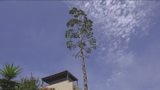 Ocean Beach woman s agave plant reaches for the record books