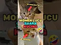 Download Lagu Inilah 3 Momen Lucu Suara Kucing #shorts