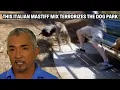 Italian Mastiff Drags His Owner The Ground And Breaks Her Back Cesar 911 Throwbacks