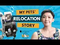 Download Lagu Cerita Pengalaman MINDAHIN ANABULS antar NEGARA #Relocation #catlover