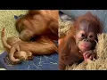 Download Lagu She Needed a Mom… And Found One 🧡 Baby Orangutan Weila’s Second Chance