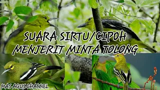 Download SUARA SIRTU/CIPOH MENJERIT MINTA TOLONG AMPUH UNTUK MIKAT MP3