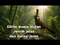 Download Lagu TERBARU!! Suara Masteran Cililin Jernih Original Suara Hutan #masterancililin #masterancililinjernih