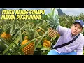 Lagu SEPERTI INI DESA PENGHASIL BUAH NANAS TERBAIK DI JAWA BARAT