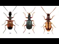Download Lagu Het effect van de omgeving bij natuurlijke plaagbestrijding - onderzoek van UvA studenten Biologie