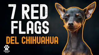 CHIHUAHUA: La verdad que NADIE te dice de vivir con uno