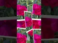 Hot Pink Color Roses 🌹 #rose #flowers #shorts #video
