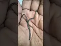 blue colour earth worm