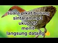 Lagu suara pikat burung sintaran paling jitu. cukup 25 menit langsung 👍