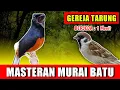 MASTERAN MURAI BATU - suara Gereja tarung jernih keras berjeda 1 menit FULL 1 JAM variasi 2