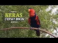Lagu Burung nuri langsung panas emosi memuncak  dan ribut karena dengar suara ini@nurimenarik4059