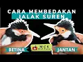 Lagu CARA MEMBEDAKAN/PERBEDAAN JALAK SUREN JANTAN DAN BETINA