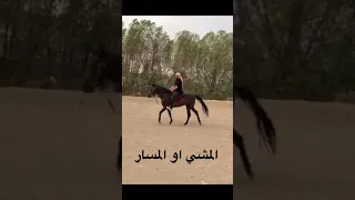 سرعة الخيل خطوات الخيل بشكل مبسط 