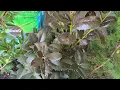 Nursery Haul Cedarwood discount evergreens