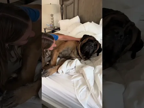 My giant dog kicks when he wants more love! #dog #dogs #mastiff #puppy
