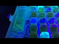 How to Read a Quanti-Tray for E coli