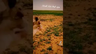 يابوي شبهتك لذيك الغمامه اللي تمد ولا حسبت مده الجيب 