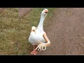 Momentos XD