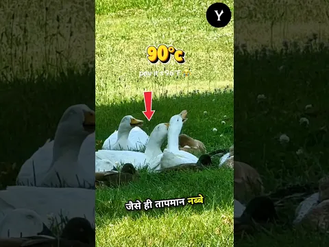 Ducks Were Struggling in 90°C Heat (@chloevanscoder)