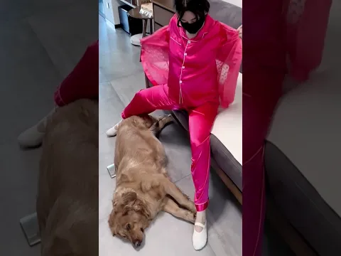 有你陪伴，幸福温暖每一天 #夫妻日常 #funny #美女搞笑  #goldenretriever