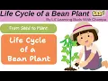 Life Cycle of a Bean Plant for Kids How Plants Grow Lesson