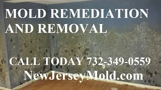 Crawl Space Mold Remediation Removal Manahawkin NJ 732-349-0559 NewJerseyMold com