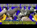 Download Lagu suara burung kutilang ribut ampuh pikat kutilang liar durasi panjang 1 jam nonstop jernih