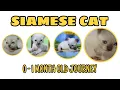 SIAMESE CAT 0 - 1 MONTH GROWTH JOURNEY