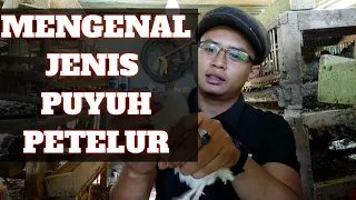 Download JENIS-JENIS PUYUH PETELUR | Mengenal burung puyuh MP3