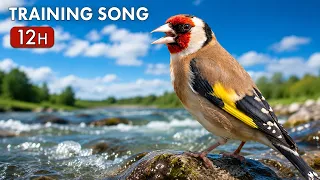 12h Goldfinch The BEST singing training song
