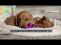 Mini Dacshund Puppies For Sale