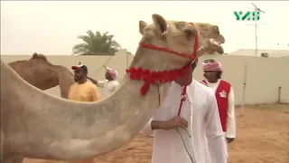 اغنيه هجن الرياسه حسين الجسمي دندنها