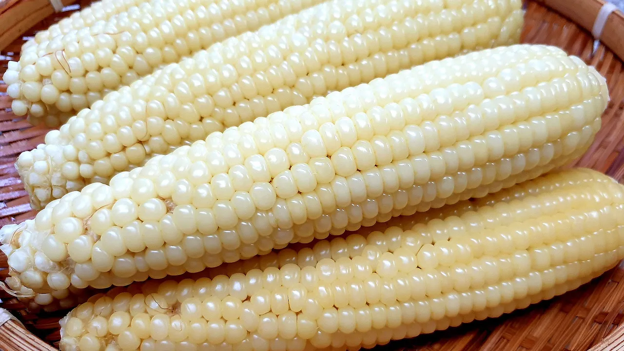 전기밥솥 찐옥수수