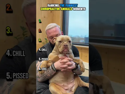 RANKING THE FUNNIEST CHIROPRACTOR ANIMALS 🩺 #usa