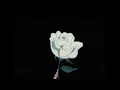 Download Lagu Cry - Cigarettes After Sex [Reverb + Slowed 2024] HQ