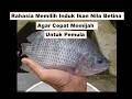 Download Lagu Cara memilih induk ikan nila agar cepat memijah