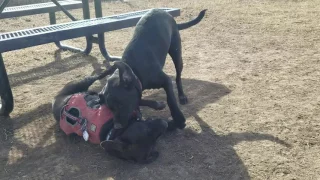 Tucker - All Aboard Animal Rescue