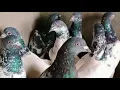 Red Eyes pigeon for sell 7273832253 by Patna pigeon club