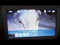 Download Lagu lagu Kambing smart hafiz