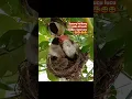 Download Lagu burung kutilang sedang sarang  😇😆😆