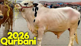 latest lahore shahpur kanjra cow mandi updates qurbani 2026 bakra mandi pakistan 