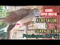 SUARA SUPER KRISTAL PERKUTUT LOKAL BETINA GACOR BIRAHI MEMANGGIL JANTAN SUARA AMPUH UNTUK PANCINGAN 