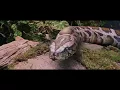 Harry and the Snake | Harry Potter and the Philosopher's Stone