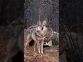 Download Lagu #wolf in jungle #wildlife u like wolf #subscribe #short #reel #feed #subscribe
