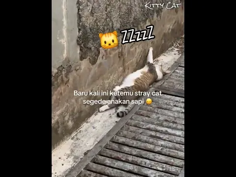 Kakak Ini Bertemu Kucing Liar Hidup Dijalan Tapi Badannya Gembul 🐱 #kucinglucu #kucingoyen #kucing
