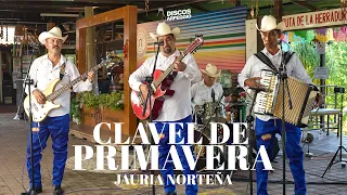 Jauria Norteña - Clavel De Primavera (En Vivo)
